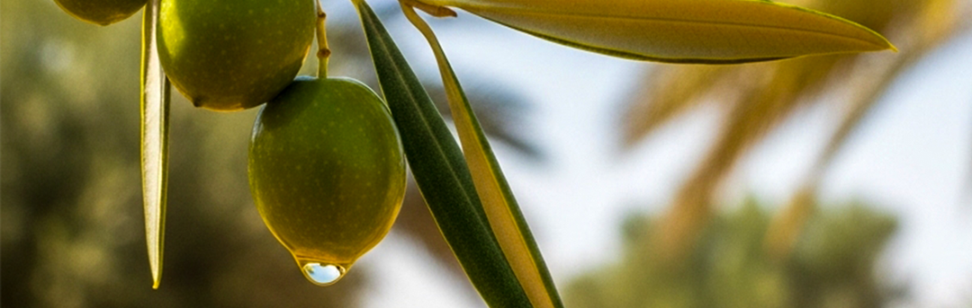 Close-up of green olives on an olive tree branch with a blurred background